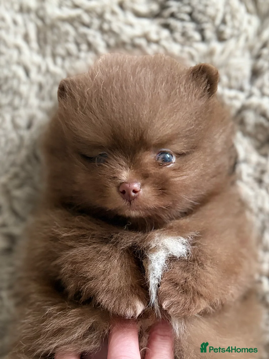 Pomeranian dogs for sale: True type Pomeranian puppy’s KC 🐾🤎🥰🤩🐾 - Advert 16