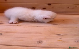 British Longhair cats for sale: Adorable Pure White Blue-Eyed British Kittens - Image 18