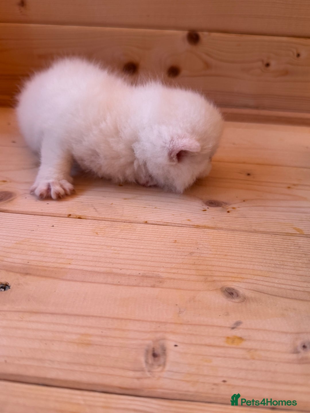 British Longhair cats for sale: Adorable Pure White Blue-Eyed British Kittens - Image 18