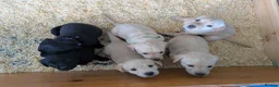 Labrador Retriever dogs for sale: Seven Week old Labrador Pups in Aberdeen - Advert 7