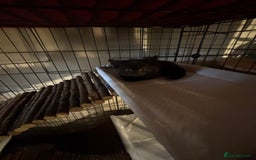 British Shorthair cats for sale: British Shorthair x Kittens  - Image 3