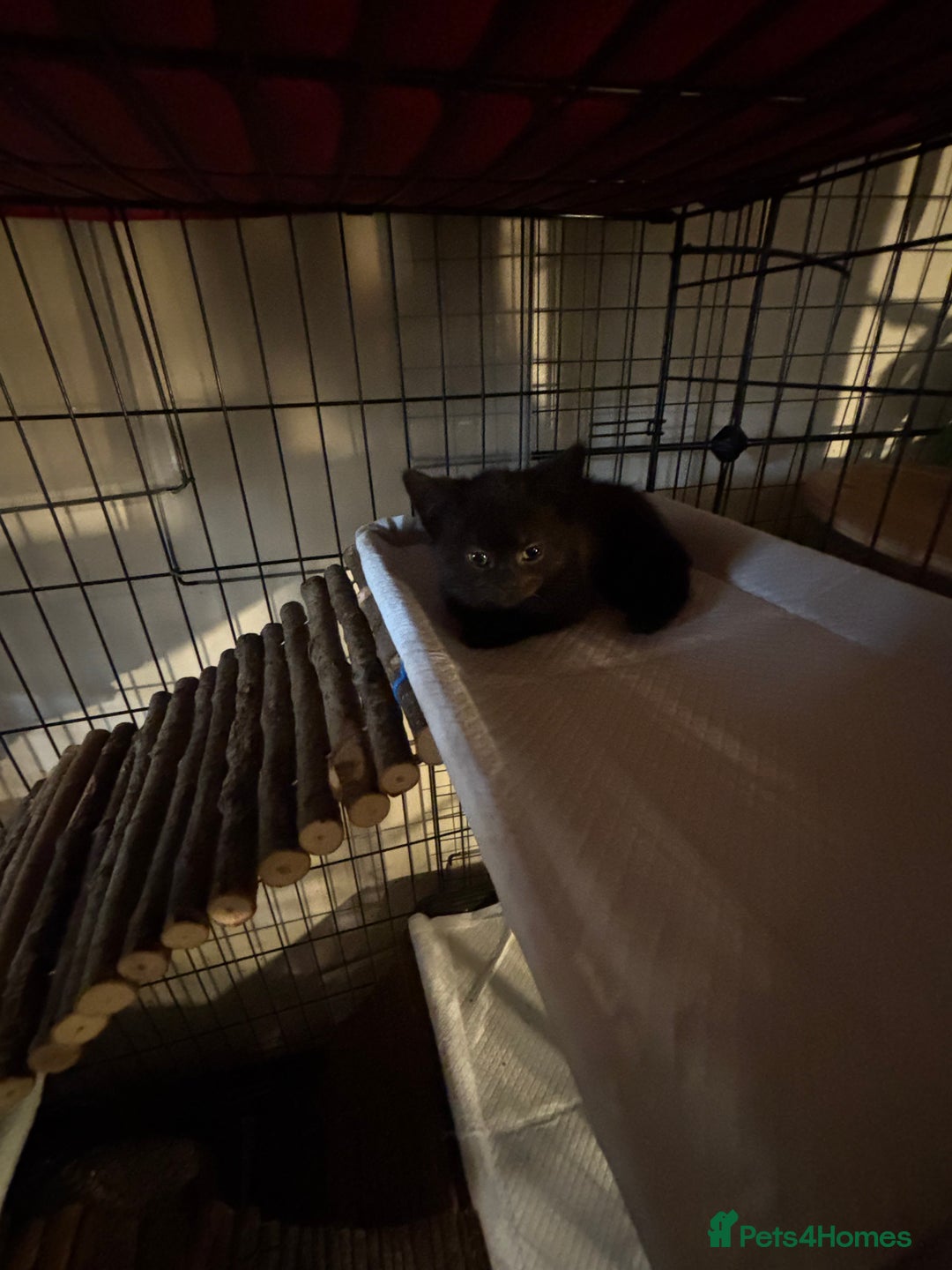 British Shorthair cats for sale: British Shorthair x Kittens  - Image 3