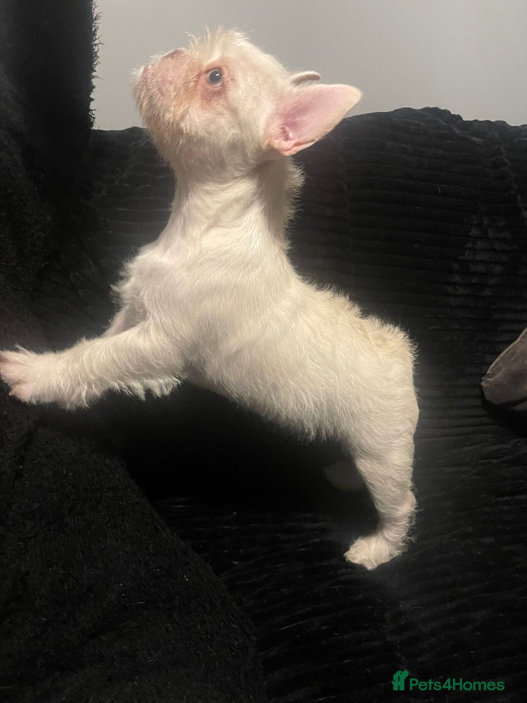 French Bulldog dogs for sale: Big Perm, fluffy and furnished frenchies  - Advert 4