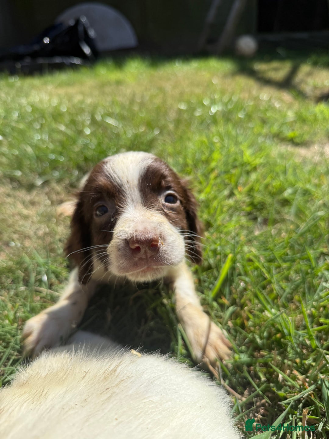English Springer Spaniel dogs for sale: SIRED by IR FTCH Broomfield Abel of Sliabh - Image 9