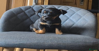 Mixed Breed dogs - Advert 2