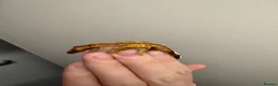 Gecko reptiles for sale: Baby crested geckos for sale - Advert 5