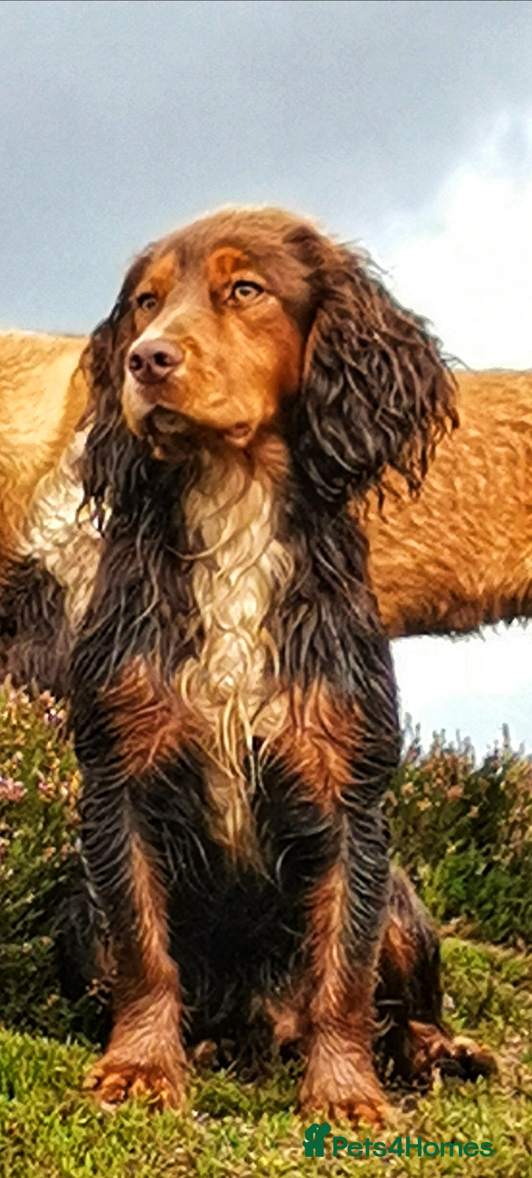 Cocker Spaniel dogs for sale: beautiful tri coloured working cocker spaniels  - Image 8