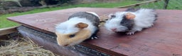 Guinea Pig rodents for sale: Beautiful baby Guinea Pigs - Advert 4