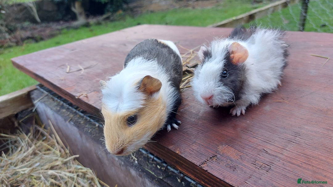 Guinea Pig rodents for sale: Beautiful baby Guinea Pigs - Advert 4