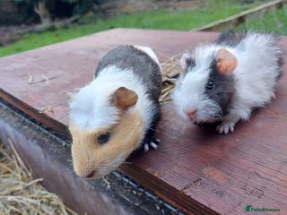 Guinea Pig rodents Beautiful baby Guinea Pigs - Advert 17