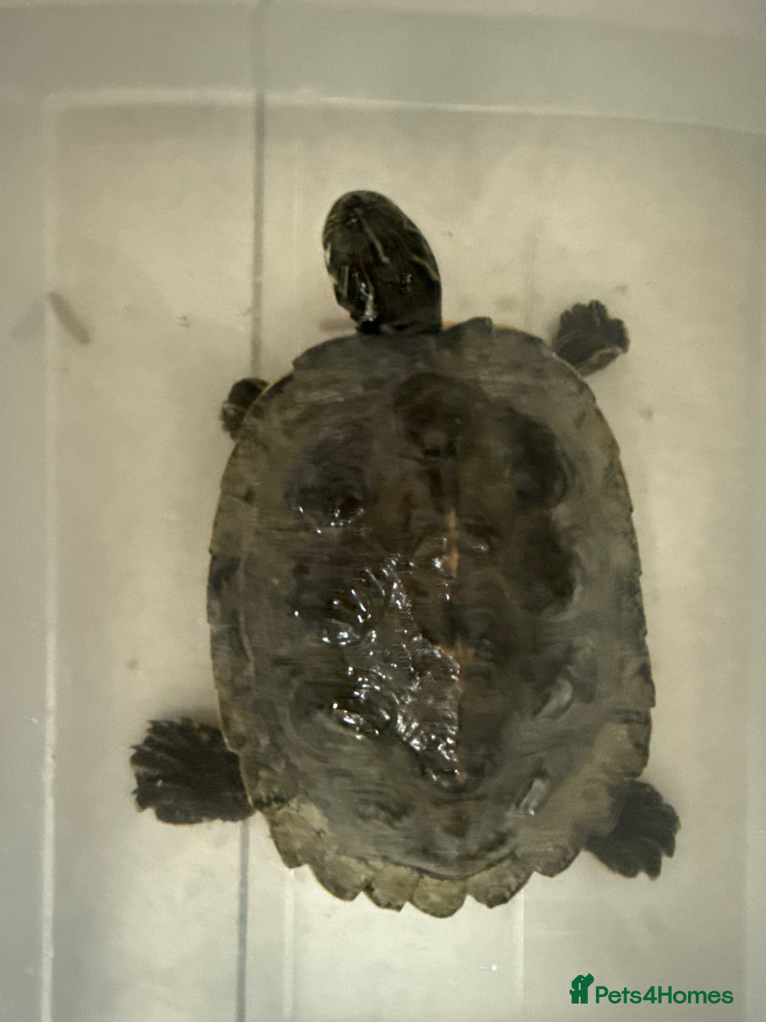 Turtle reptiles for sale: Yellow belly turtle - Advert 1