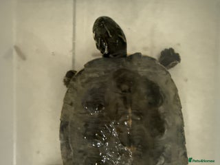 Turtle reptiles Yellow belly turtle - Advert 1