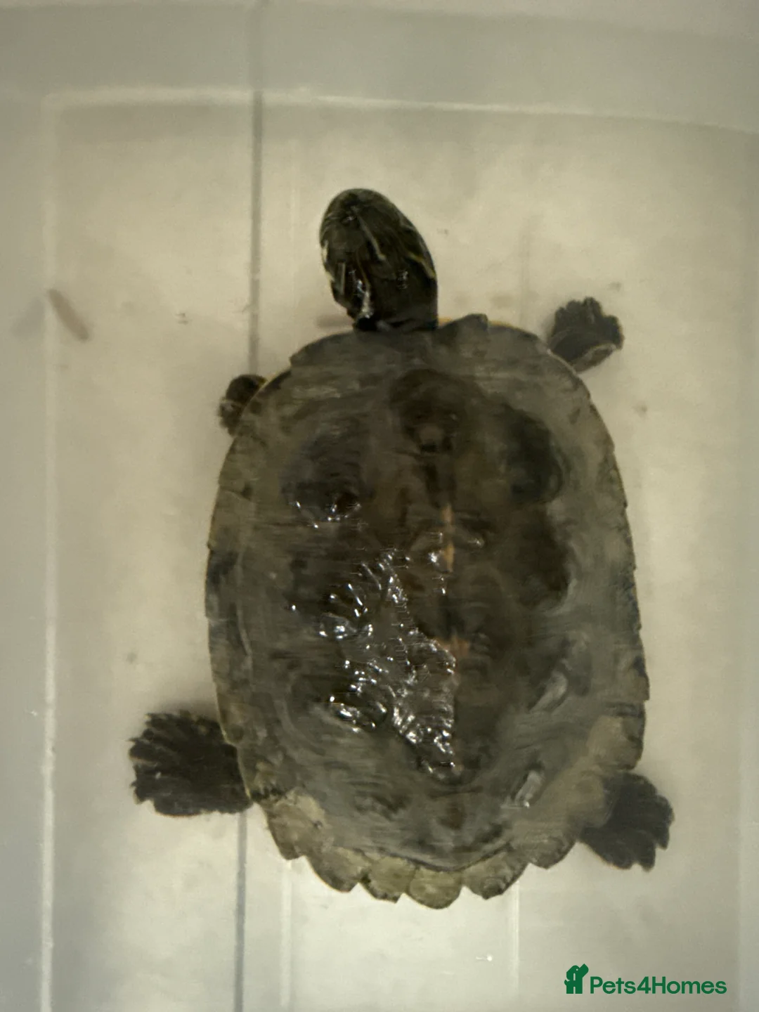 Turtle reptiles for sale: Yellow belly turtle - Advert 1