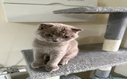 Scottish Fold cats for sale: Scottish Fold - Image 8