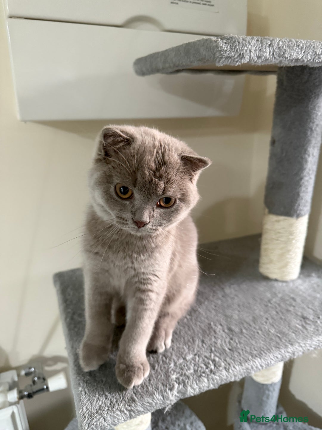 Scottish Fold cats for sale: Scottish Fold - Image 8