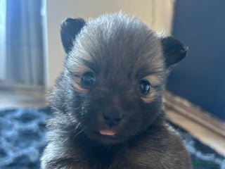 Pomapoo dogs Beautiful Pom puppies 🐶 - Advert 3