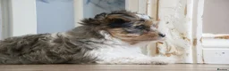 Yorkshire Terrier dogs for sale: Three Beautiful Little Yorkshire Terrier Puppies in Exeter - Advert 29