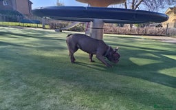 French Bulldog dogs for sale: Stunning Blue French Bulldog  - Image 6