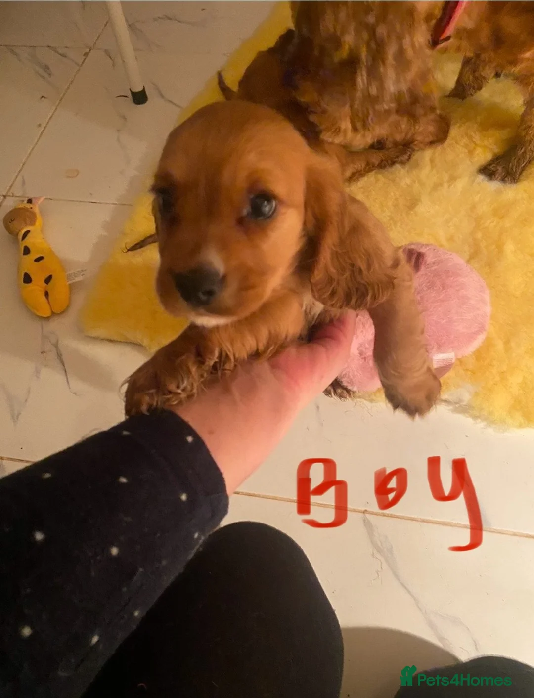 Cockalier dogs for sale: F1 fox red puppies boys and girls  - Advert 8