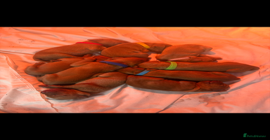 Hungarian Vizsla dogs daisy has given birth to 8 beautiful puppies  - Advert 16