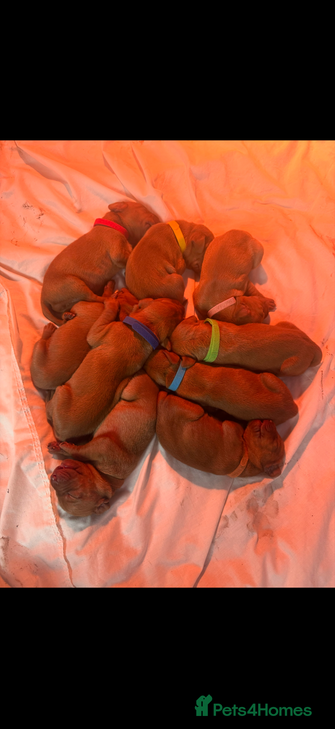 Hungarian Vizsla dogs for sale: daisy has given birth to 8 beautiful puppies  - Advert 3