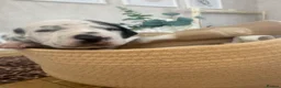 Dalmatian dogs for sale: *1 left please read* Purebred Dalmatian puppies - Advert 34