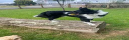 Border Collie dogs for sale: Maggie in Stoke-on-Trent - Advert 5