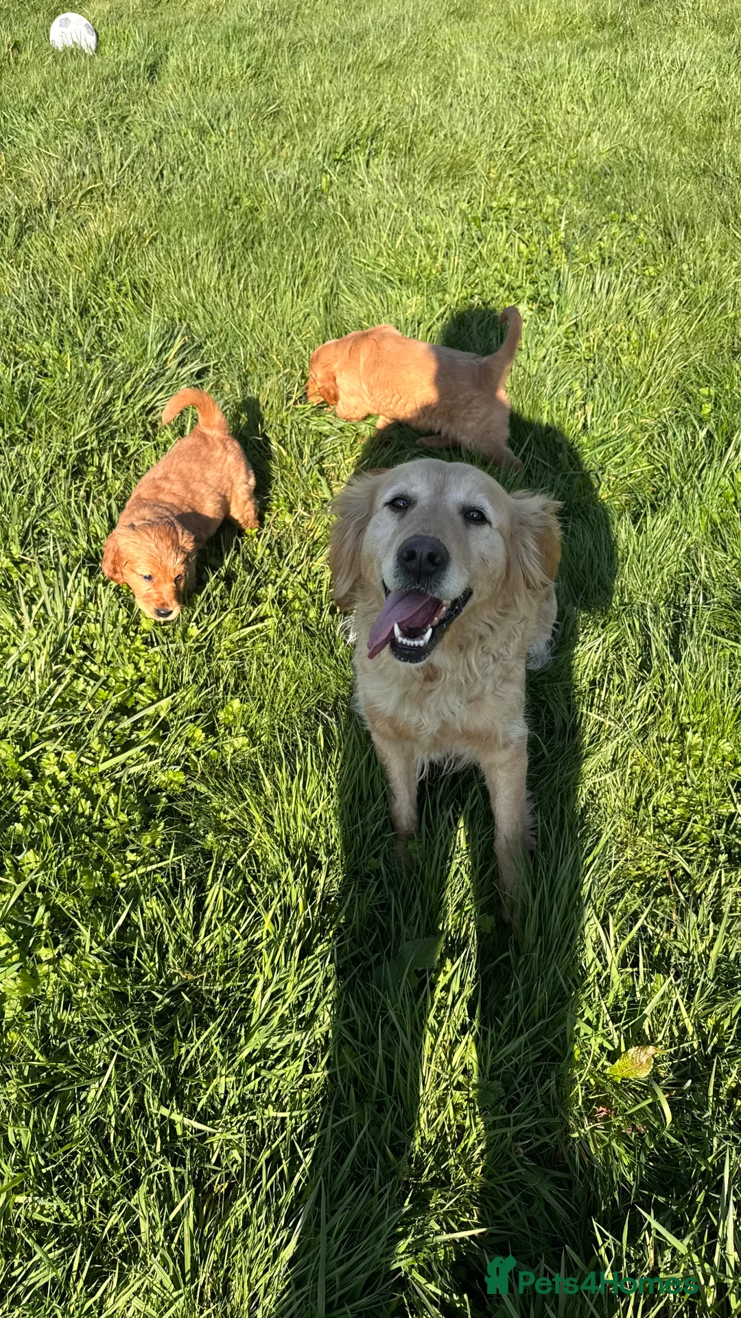 Golden Retriever dogs for sale: GORGEOUS GOLDEN RETRIEVERS - Advert 2