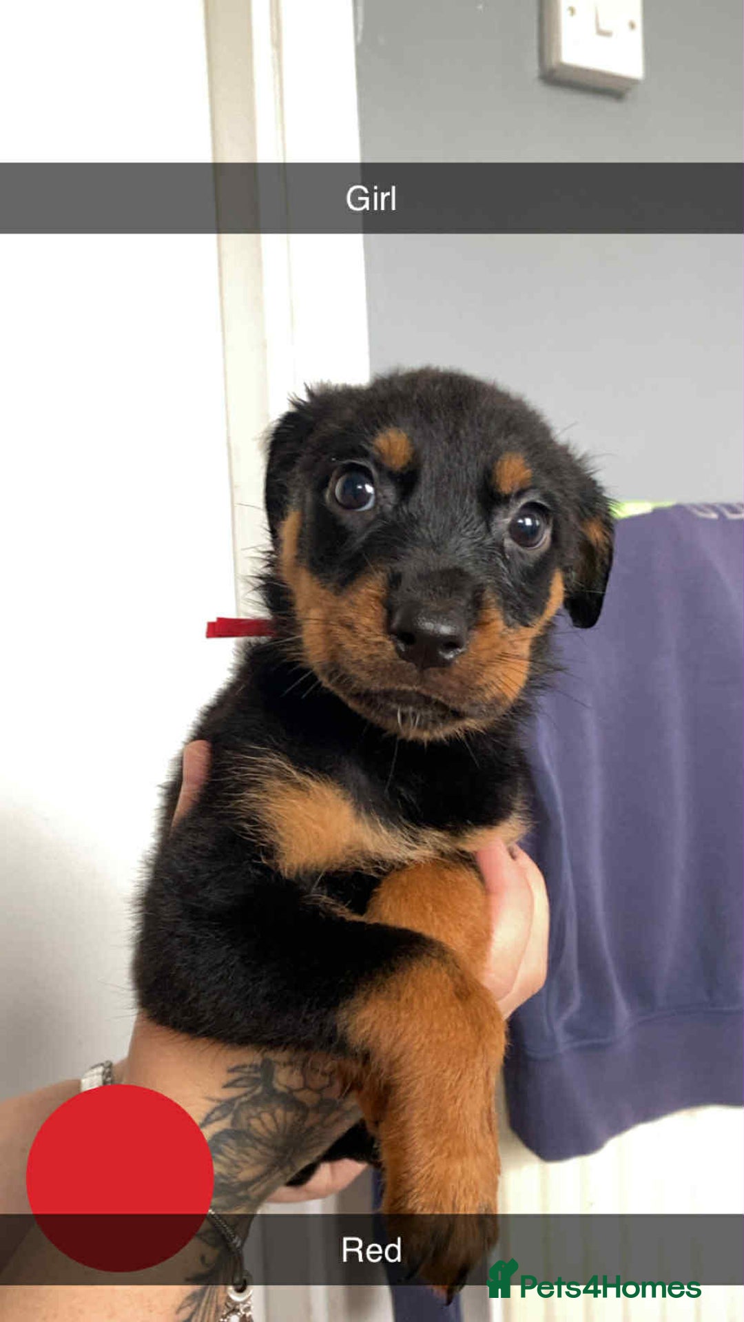 Rottweiler dogs for sale: 10 Rottweiler puppies - Image 7