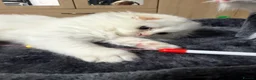 Scottish Fold cats for sale: Fold & Straight Kittens Looking for Loving Homes - Advert 7