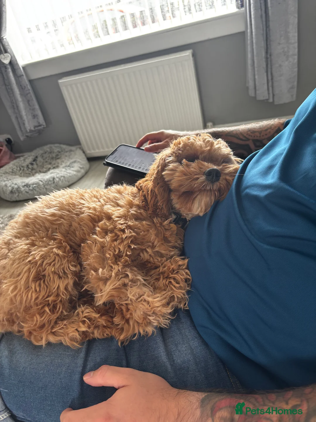 Cavapoo dogs for sale: River toy cavapoo - Advert 8