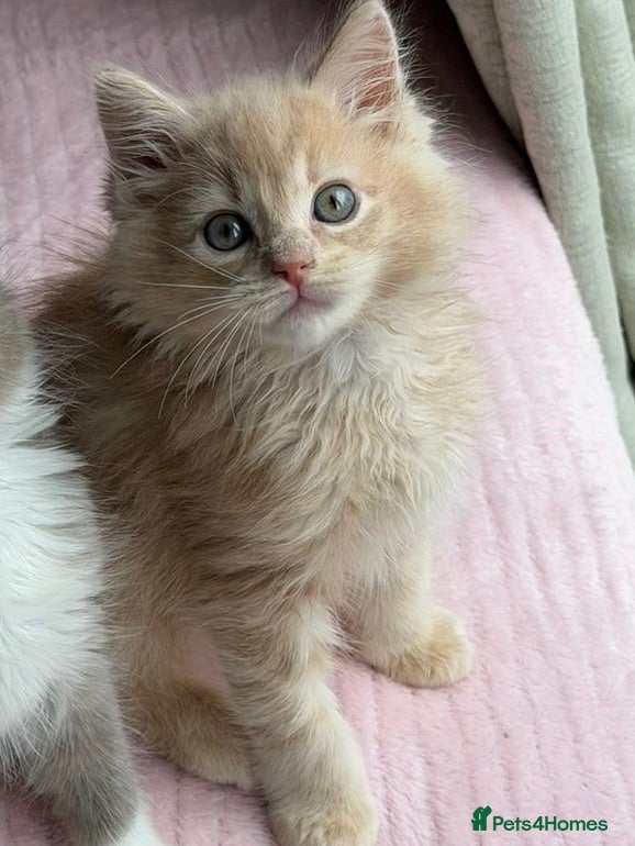 Ragdoll cats Full pedigree registered tica boy - Advert 3