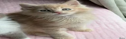 Ragdoll cats for sale: £950 Full pedigree Tica Ready now  - Advert 1