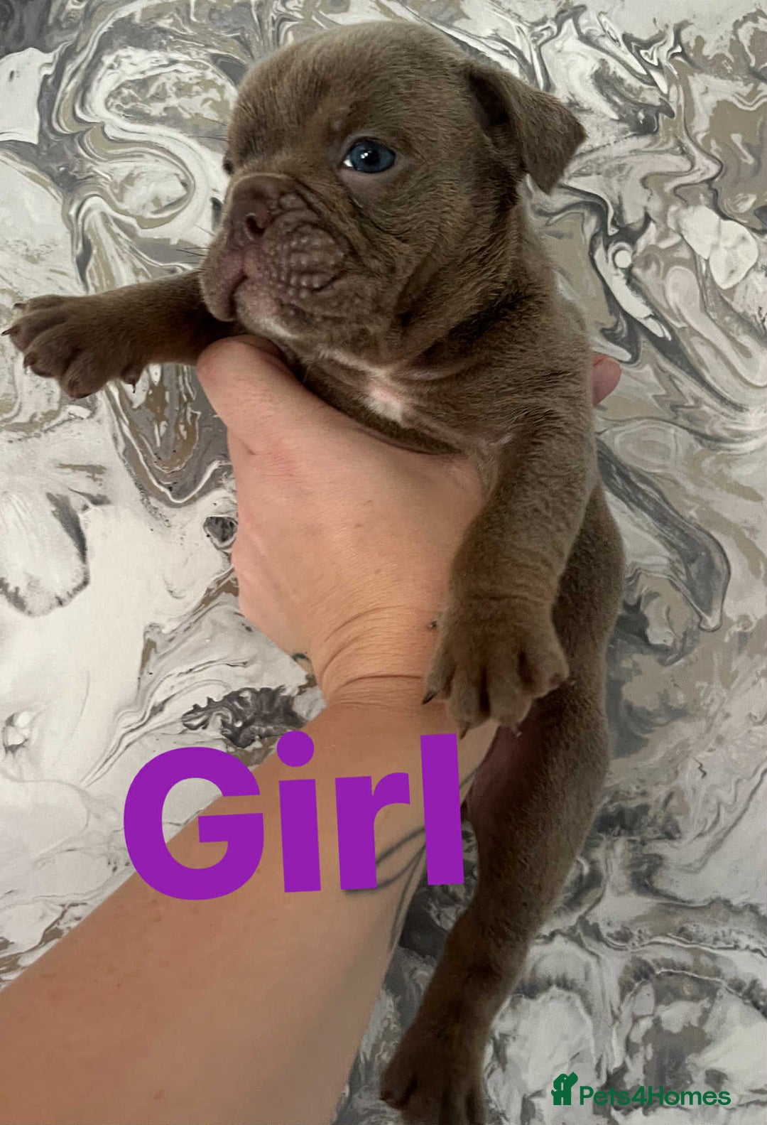 English Bulldog dogs for sale: Isabella and tri English bulldog puppy’s  - Image 7