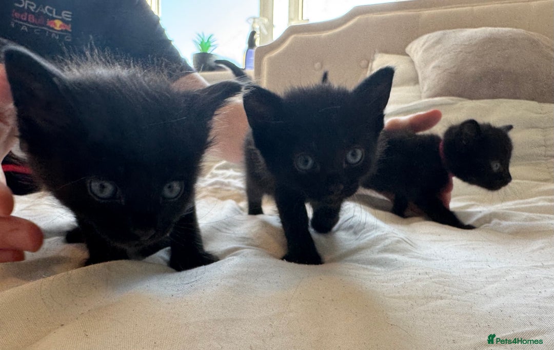 Mixed Breed cats for sale: 3x black kittens for sale  - Image 4