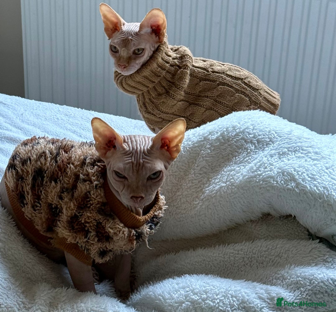 Sphynx cats for sale: 4 months baby Male sphynx - Advert 7