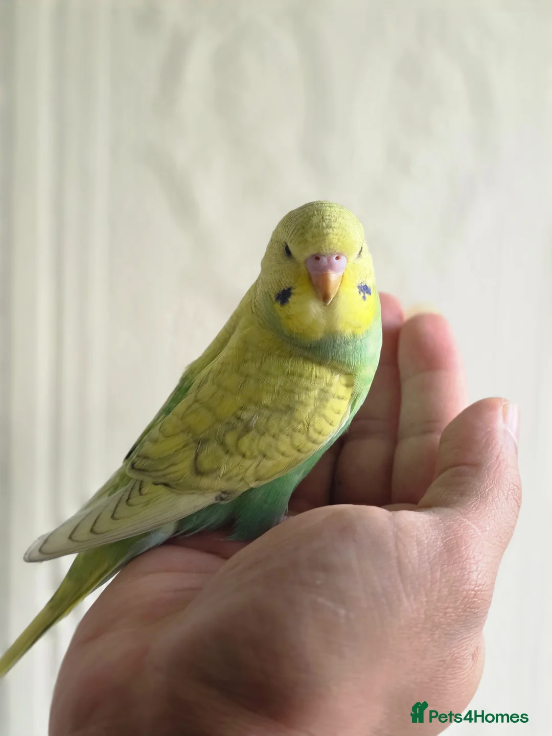 Budgerigars birds for sale: Beautiful hand tamed baby budgies for sale  - Advert 13