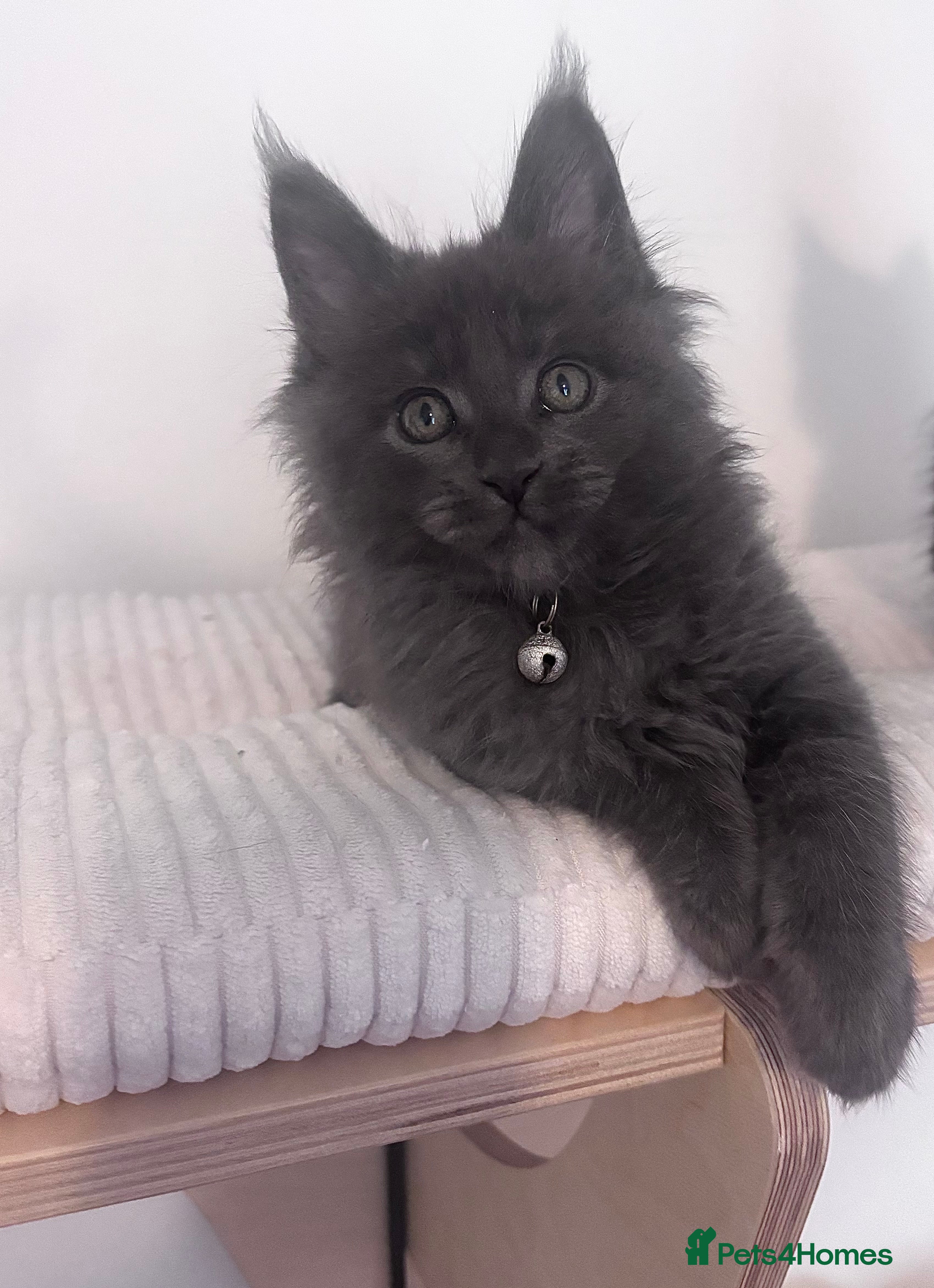 Maine Coon cats Blue smoke Kittens with 12 months insurance  - Advert 5