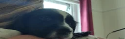 Sprocker dogs for sale: Gorgeous Sprocker Spaniel Puppies! - Advert 5