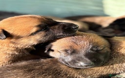 Belgian Shepherd Dog dogs for sale: Beautiful Belgian Malinois Puppies  - Image 2