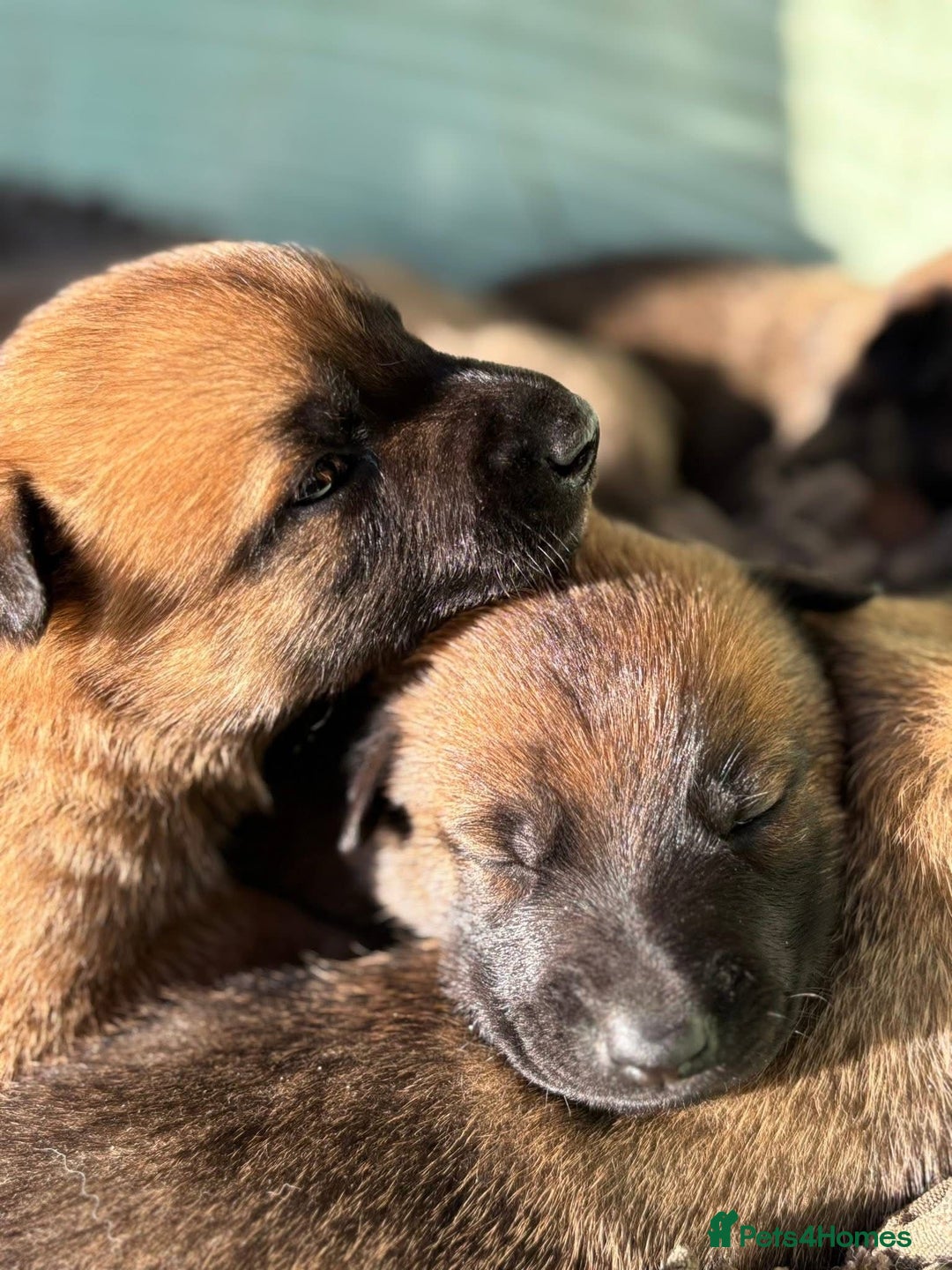 Belgian Shepherd Dog dogs for sale: Beautiful Belgian Malinois Puppies  - Image 2
