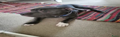 Staffordshire Bull Terrier 1