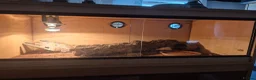Mixed Breed reptiles for sale: Spotted pythons, royal python and leopard gecko - Advert 3