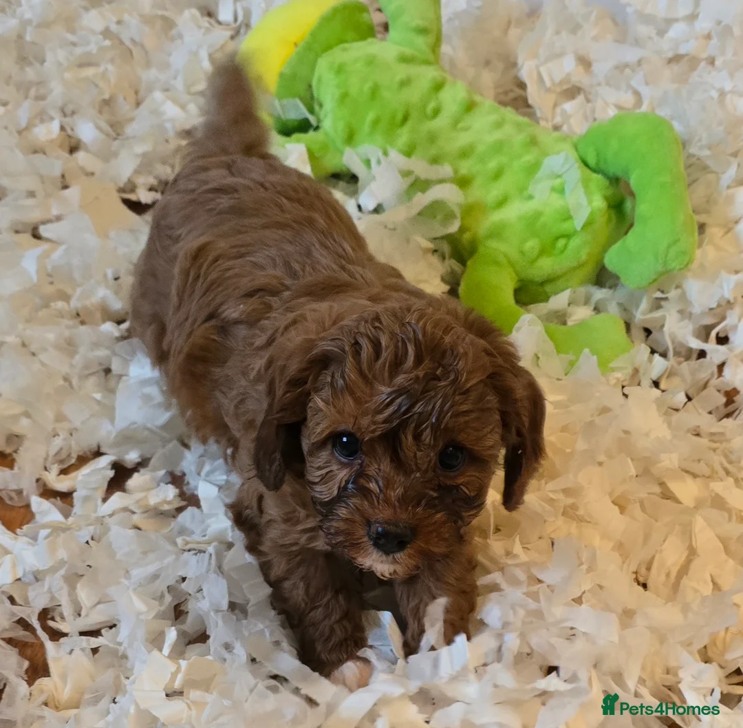 Cavapoo dogs for sale: Gorgeous f1 fox Red cavapoo pups - Advert 3