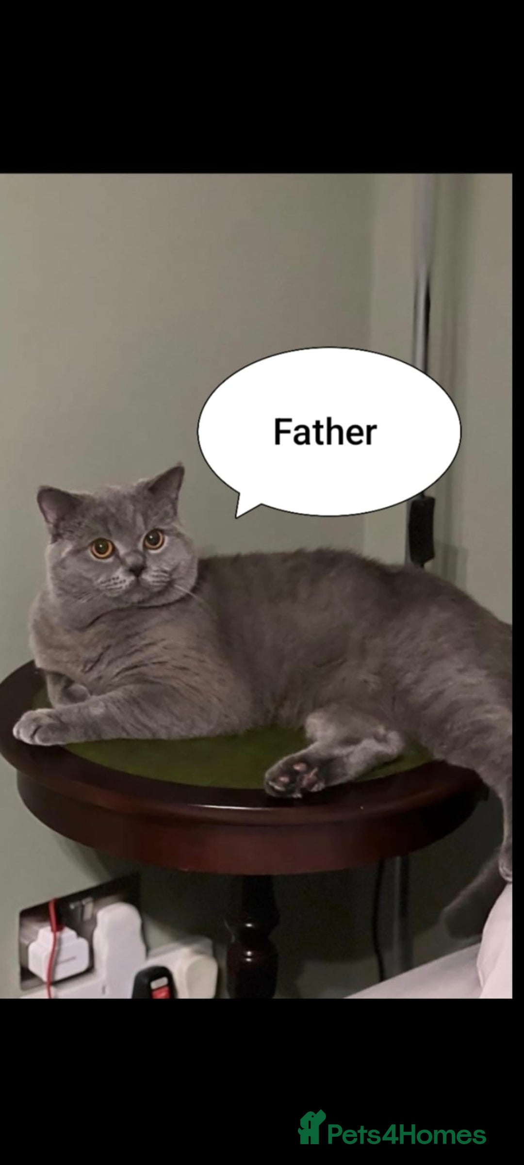 British Shorthair cats for sale: British Shorthair kittens – home raised  - Advert 1