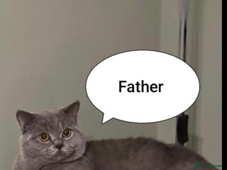 British Shorthair cats British Shorthair kittens – home raised - Advert 4