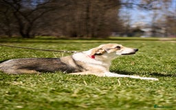 Mixed Breed dogs for adoption: 💖🐶 NINA 🐶💖 - Image 25