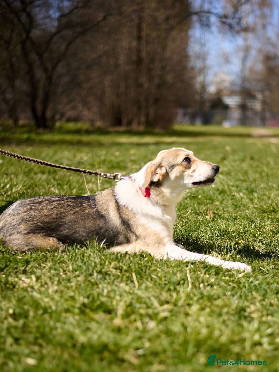Mixed Breed dogs for adoption: 💖🐶 NINA 🐶💖 - Image 25