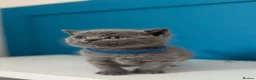 British Shorthair cats for sale: **LAST GIRL** British shorthair kitten - Advert 28