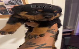 Rottweiler dogs for sale: Rottweiler puppies - 1 boy 3 girls, 4 weeks old - Image 3